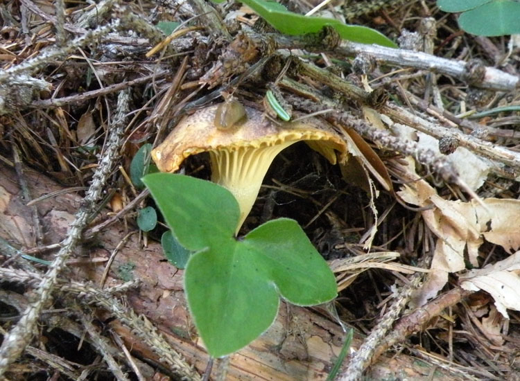 Potrebbe essere Hygrophorus?
